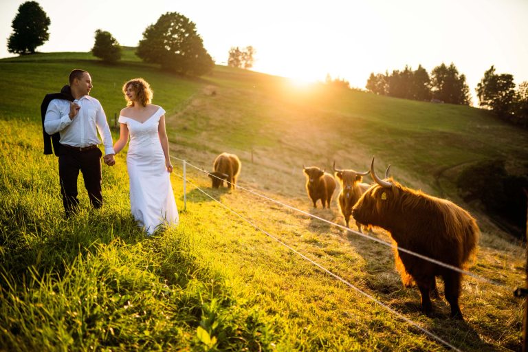 sesja narzeczeńska we Wiśle, dzikie krowy